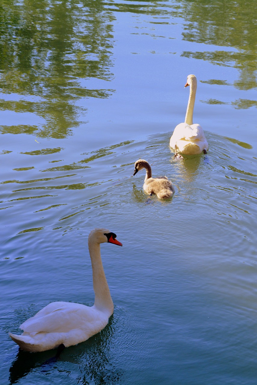 Gulbė, Šeima, Ežeras, Šuniukas, Vanduo, Plaukti, Mama, Tėtis, Nemokamos Nuotraukos,  Nemokama Licenzija