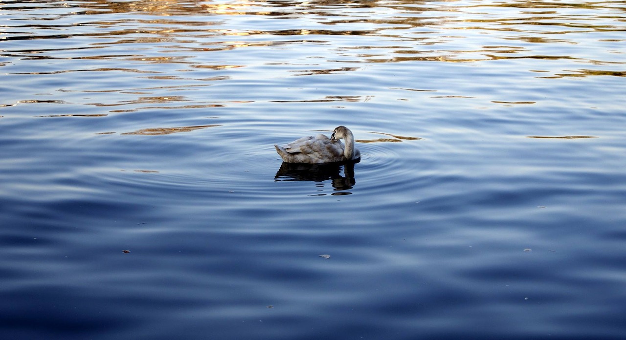 Gulbė, Vanduo, Ežeras, Gulbės, Vandens Paukštis, Cygnet, Schwimmvogel, Plumėjimas, Gamta, Veidrodis