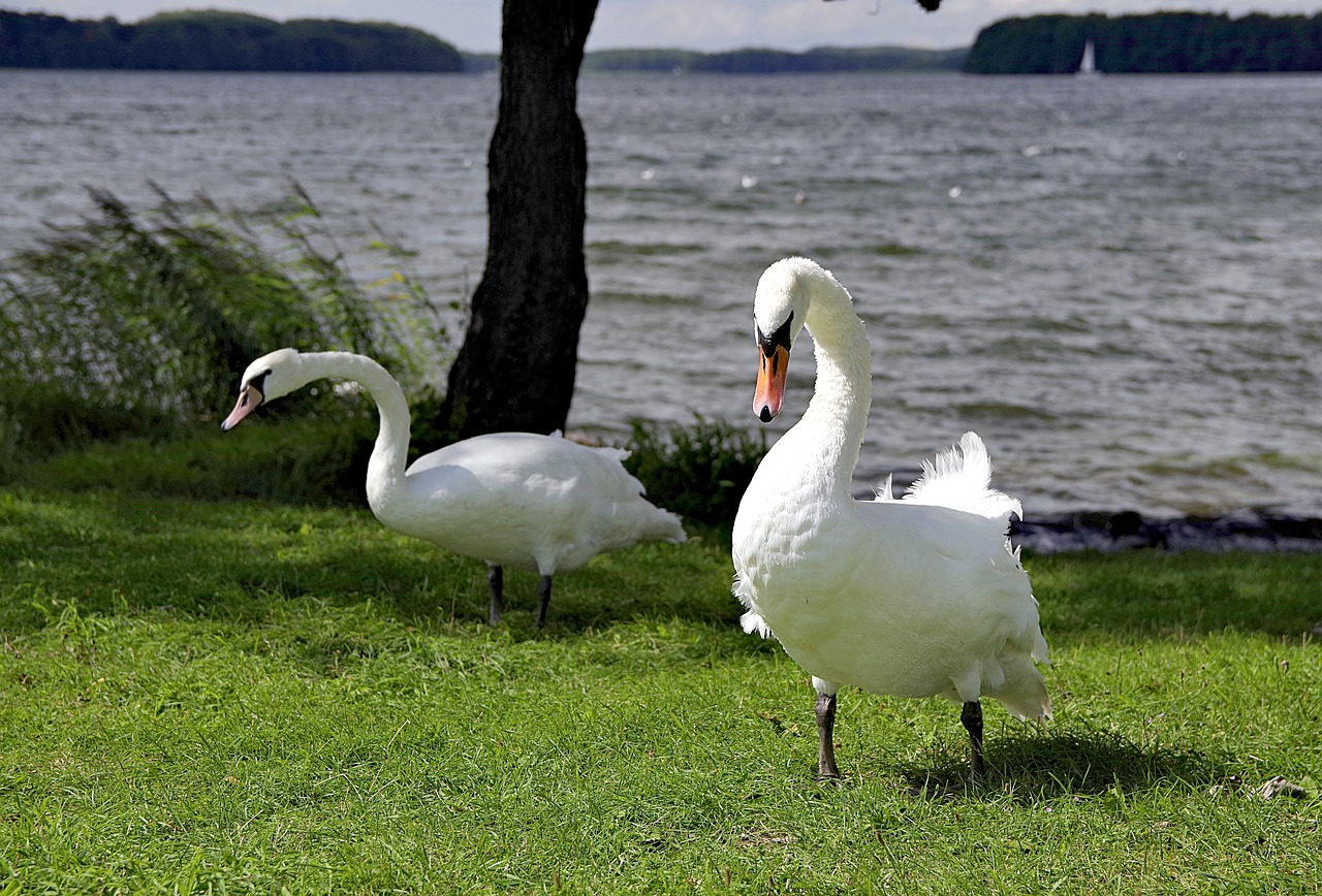 Gulbė, Gulbės, Atvejis, Papludimys, Žolė, Paukštis, Amp Laivyba, Balta, Ežeras, Vanduo