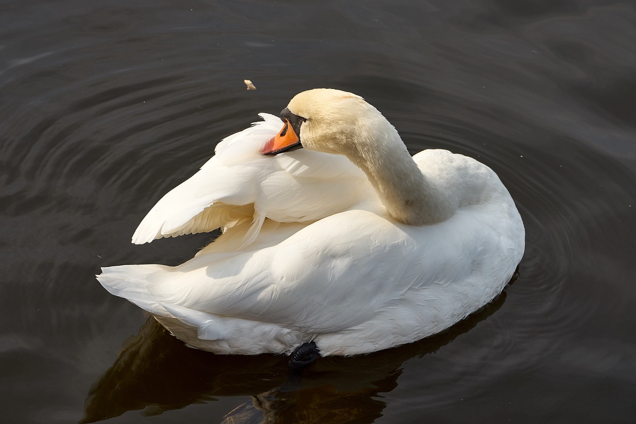 Gulbė, Vandens Paukštis, Paukštis, Schwimmvogel, Gyvūnas, Vanduo, Plumėjimas, Purus, Balta, Nemokamos Nuotraukos