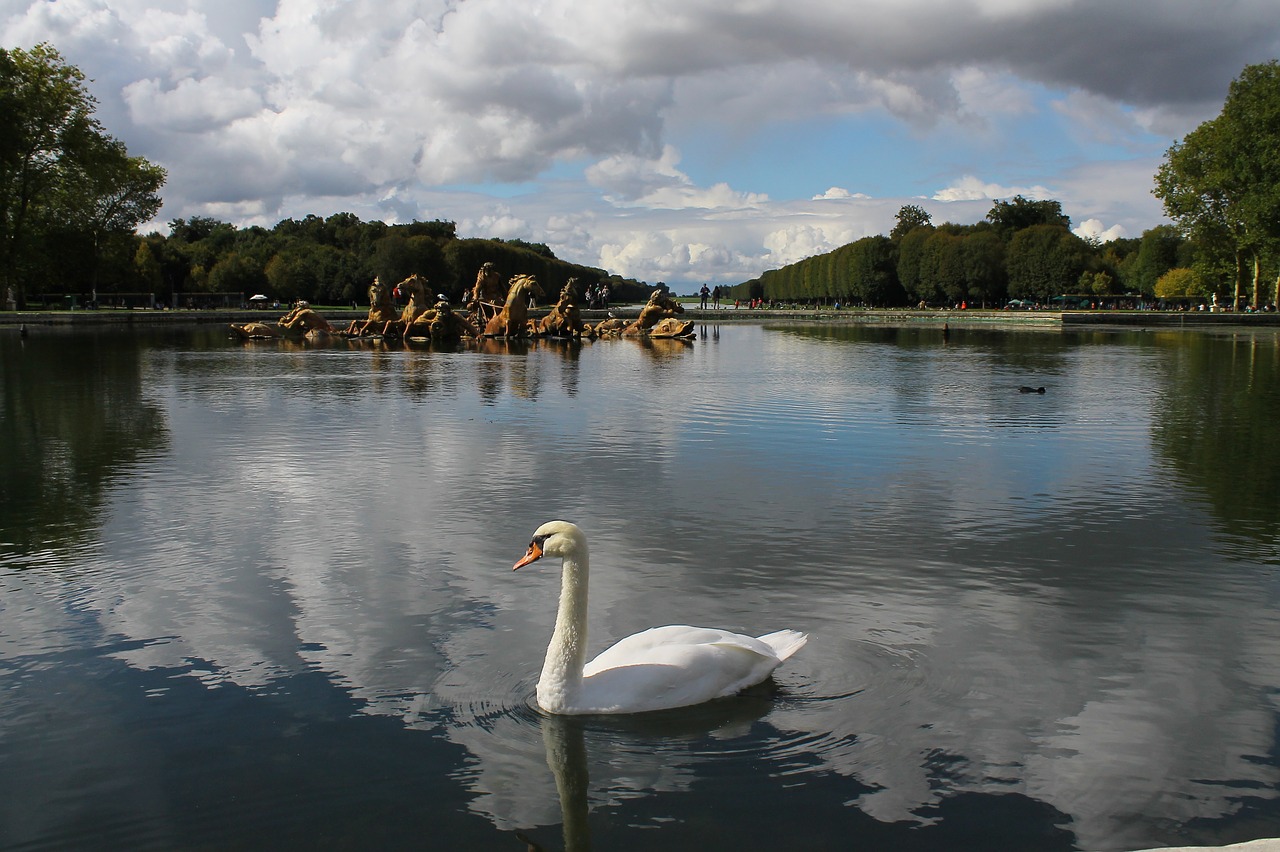 Gulbė, Ežeras, France, Paris, Versailles, Sodas, Gamta, Vandens Paukščiai, Tvenkinys, Vanduo