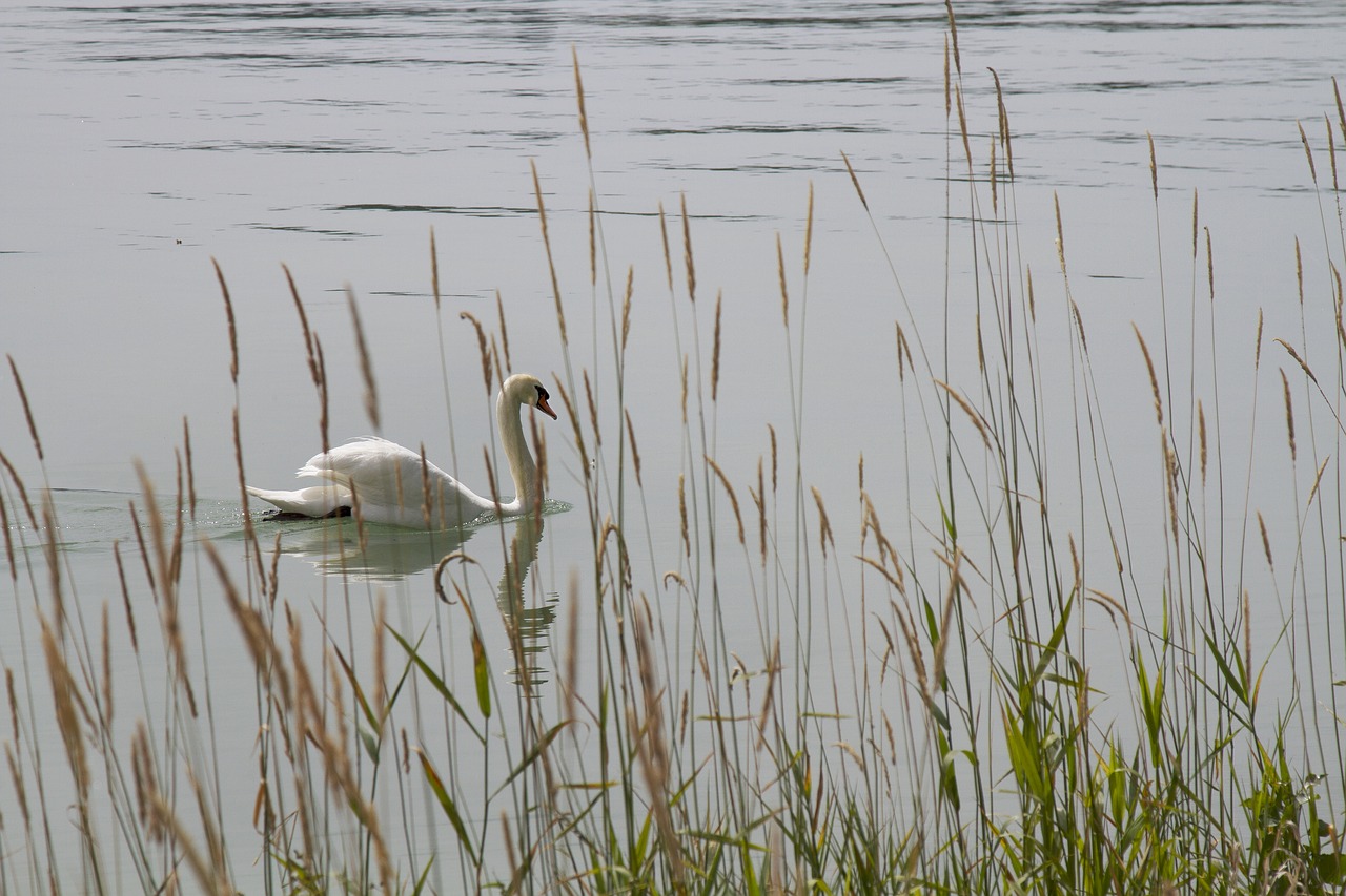 Gulbė, Gamta, Ežeras, Mainau, Vandens Paukštis, Vanduo, Gulbės, Paukštis, Gyvūnų Pasaulis, Vandenys