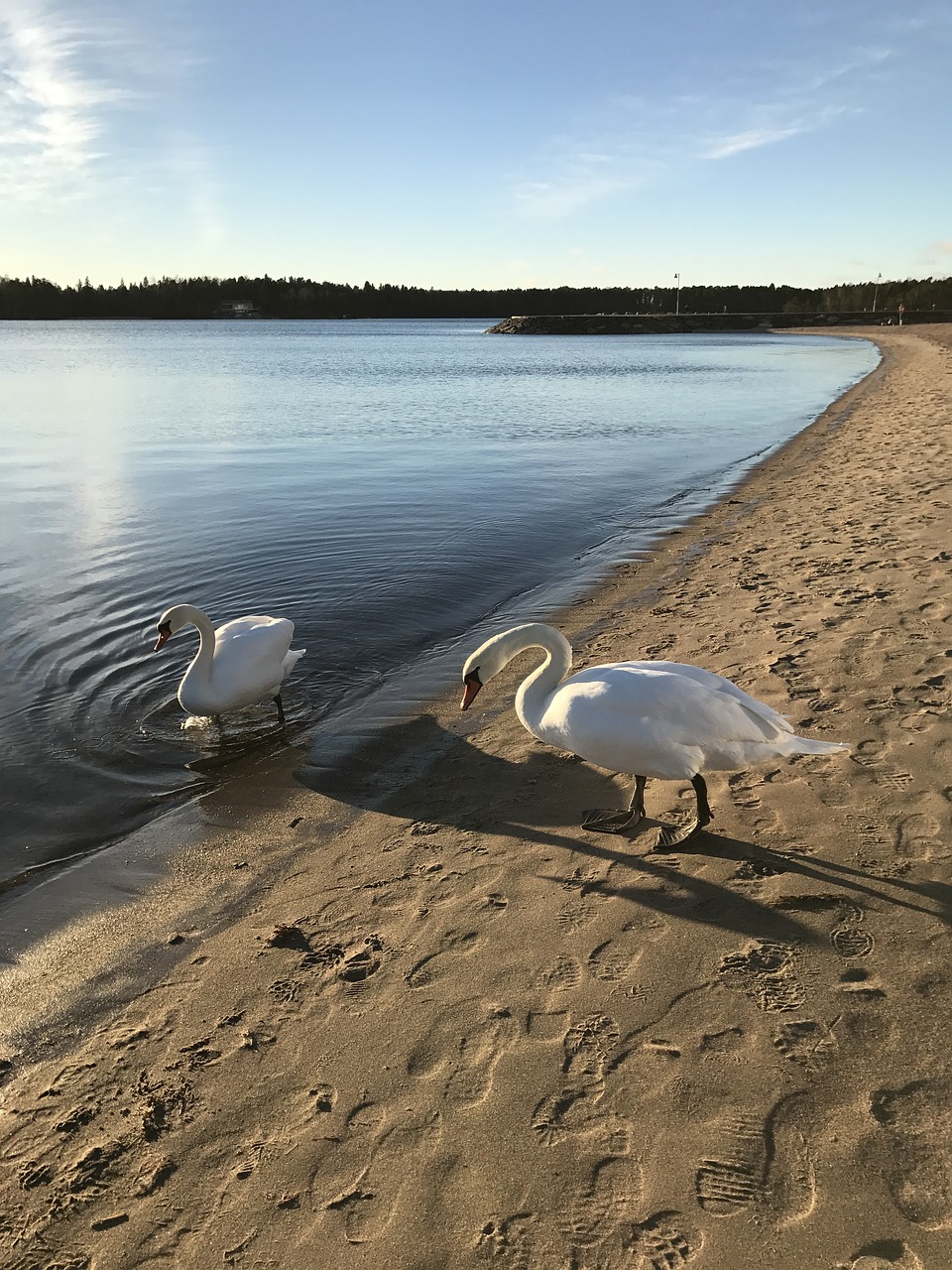 Gulbė, Jūra, Saulė, Suomių, Nemokamos Nuotraukos,  Nemokama Licenzija