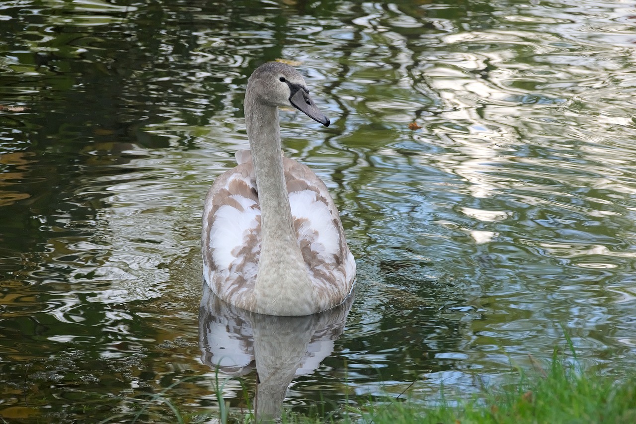 Gulbė, Cygnet, Pilka Gulbė, Gamta, Gulbės, Jaunas Paukštis, Kaklas, Ežeras, Vandens Paukštis, Paukštis