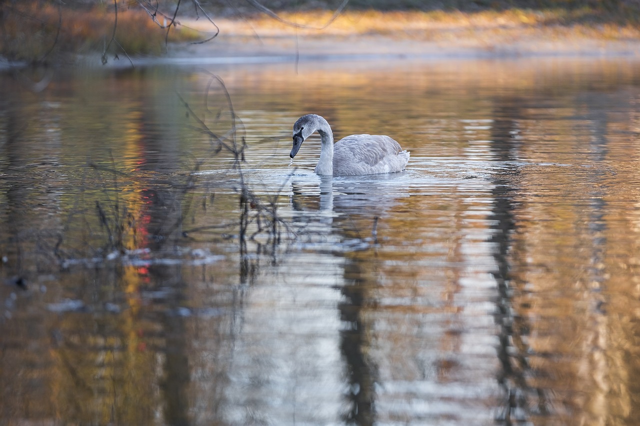 Gulbė, Pilka Gulbė, Paukštis, Vandens Paukštis, Schwimmvogel, Vanduo, Ežeras, Upė, Veidrodis, Apmąstymai