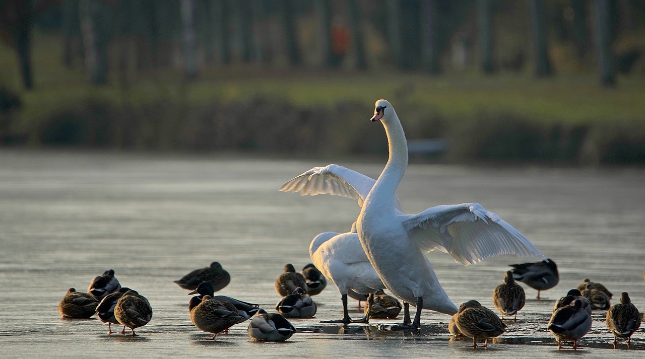 Gulbė, Antis, Didingas, Tvenkinys, Gyvūnai, Baltas Gulbis, Meletas, Fauna, Sparnai, Ežeras