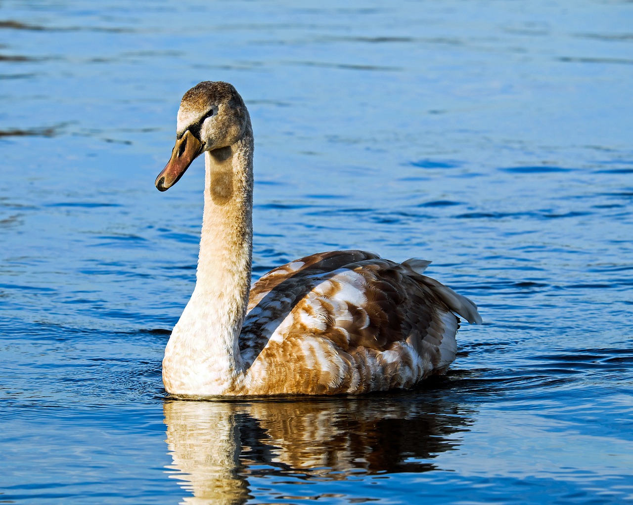 Gulbė, Cygnet, Vandens Paukštis, Schwimmvogel, Gyvūnas, Jaunas, Ežeras, Vanduo, Paukštis, Mielas