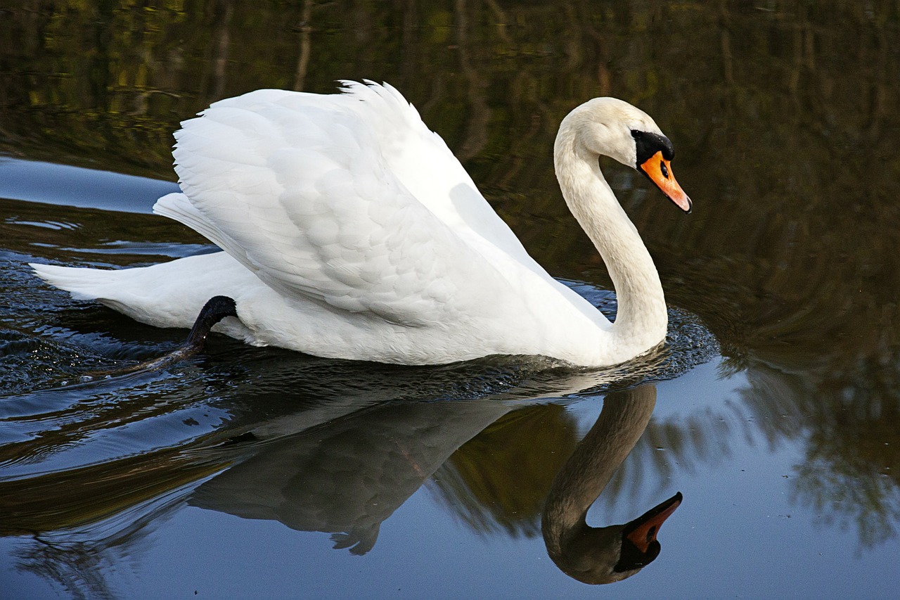 Gulbė, Vandens Paukštis, Vanduo, Nemokamos Nuotraukos,  Nemokama Licenzija