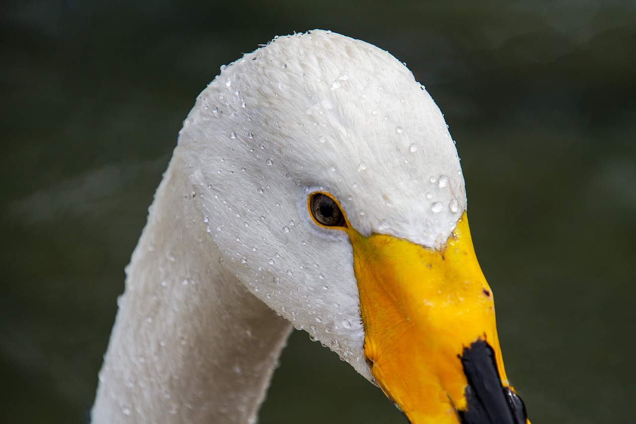 Gulbė,  Whooper Gulbis,  Cygnus Cygnus,  Gulbės Galvutė,  Geltonas Snapas,  Vandens Paukštis,  Paukštis,  Be Honoraro Mokesčio, Nemokamos Nuotraukos,  Nemokama Licenzija