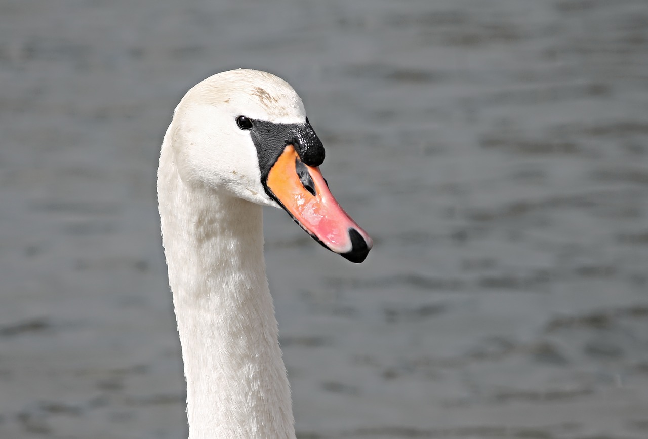 Gulbė,  Nutildyti Gulbė,  Cygnus Olor,  Kaklas,  Sąskaitą,  Balta,  Gooseneck,  Vandens Paukštis,  Gamta,  Vanduo