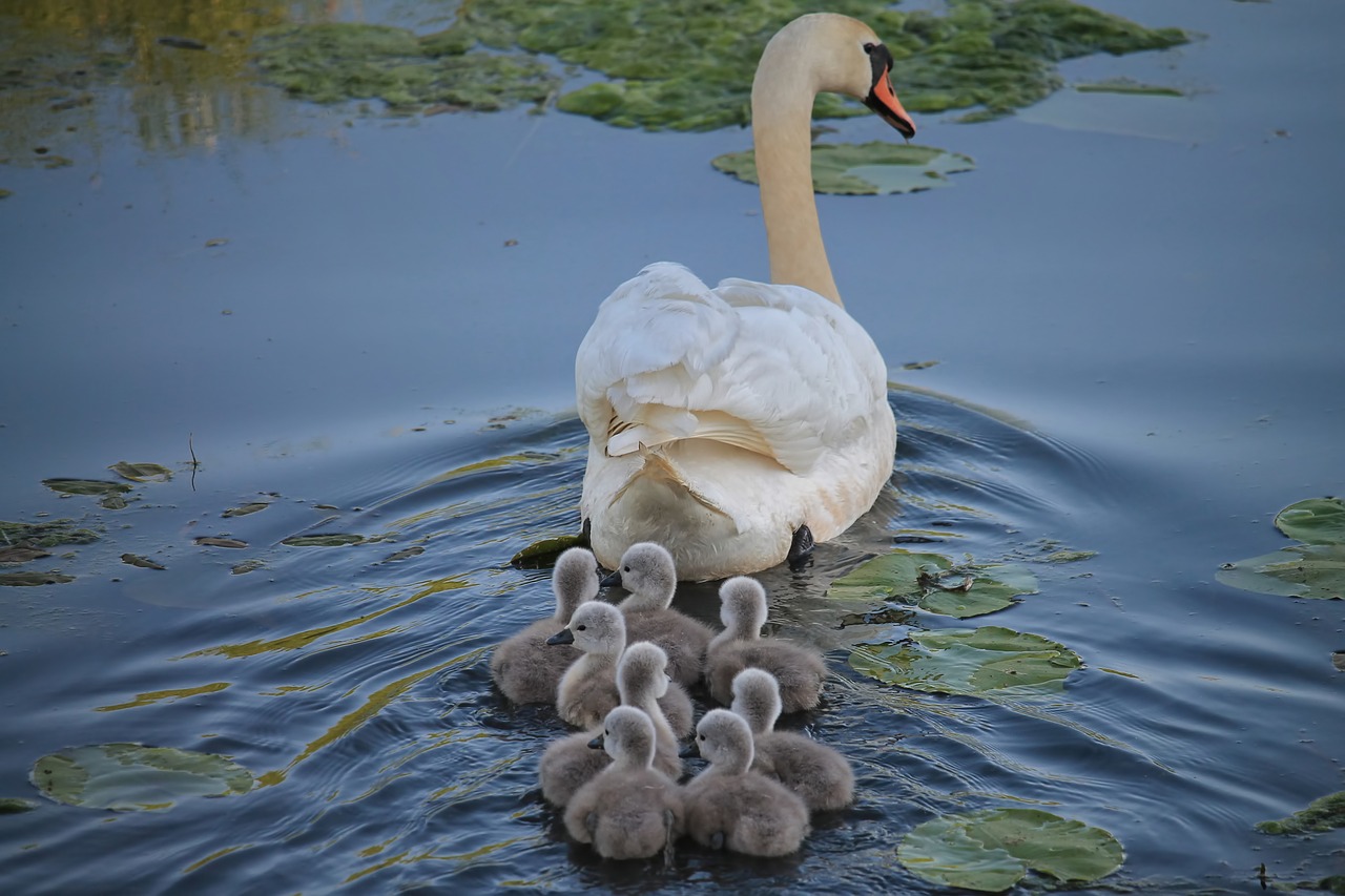 Gulbė,  Vištiena,  Swan Kücken,  Vandens Paukštis,  Vandenys,  Be Honoraro Mokesčio, Nemokamos Nuotraukos,  Nemokama Licenzija