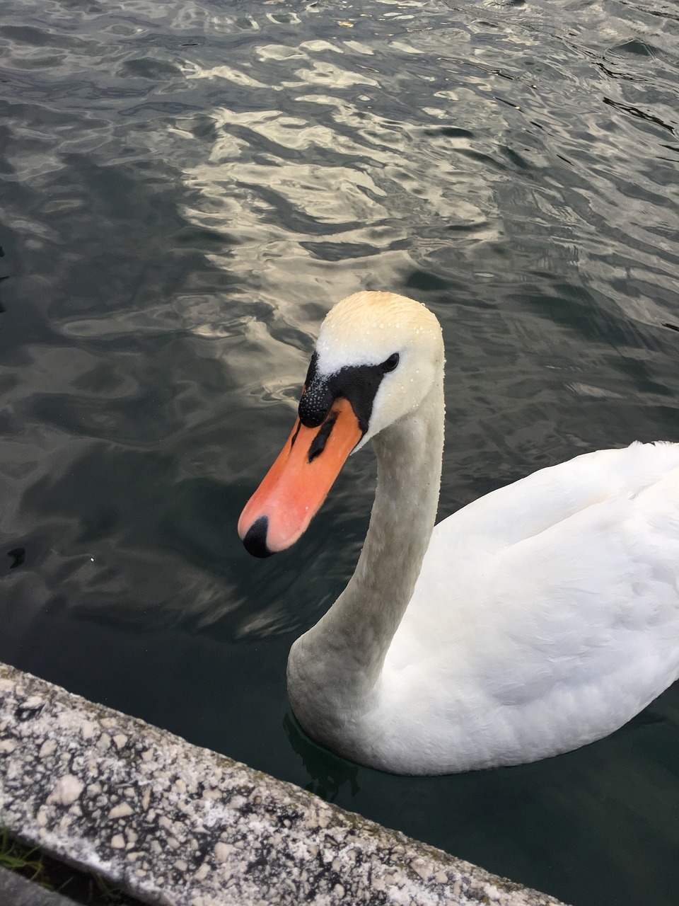 Gulbė,  Vandens,  Gulbės,  Paukštis,  Vanduo Paukštis,  Balta Gulbė,  Baltos Spalvos,  Kilnus,  Cygnet,  Gyvūnijos Pasaulyje