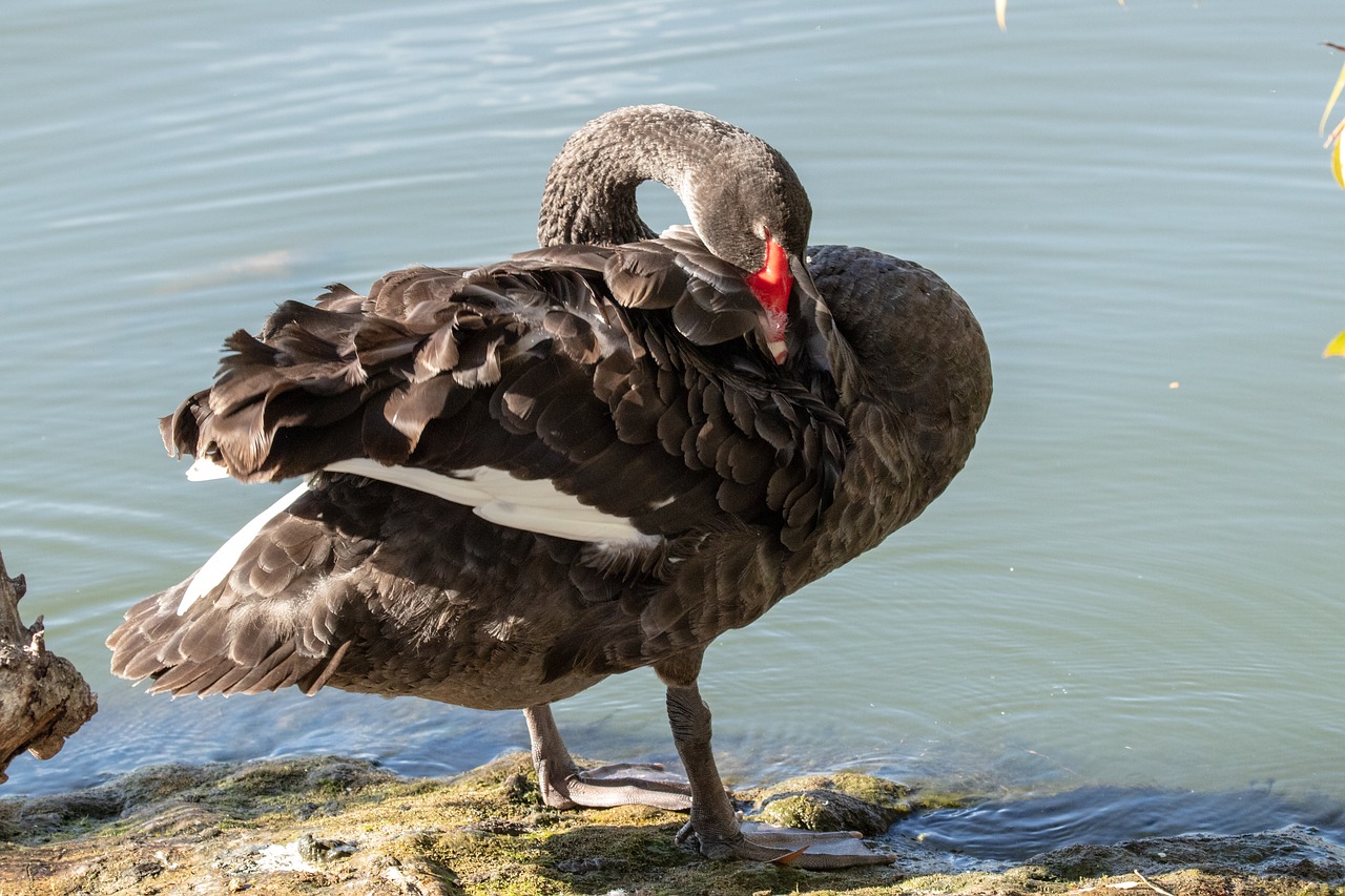 Gulbė,  Juoda Gulbė,  Vandens,  Paukštis,  Pobūdį,  Gyvūnijos,  Gyvūnas,  Vandens Paukščiai, Nemokamos Nuotraukos,  Nemokama Licenzija