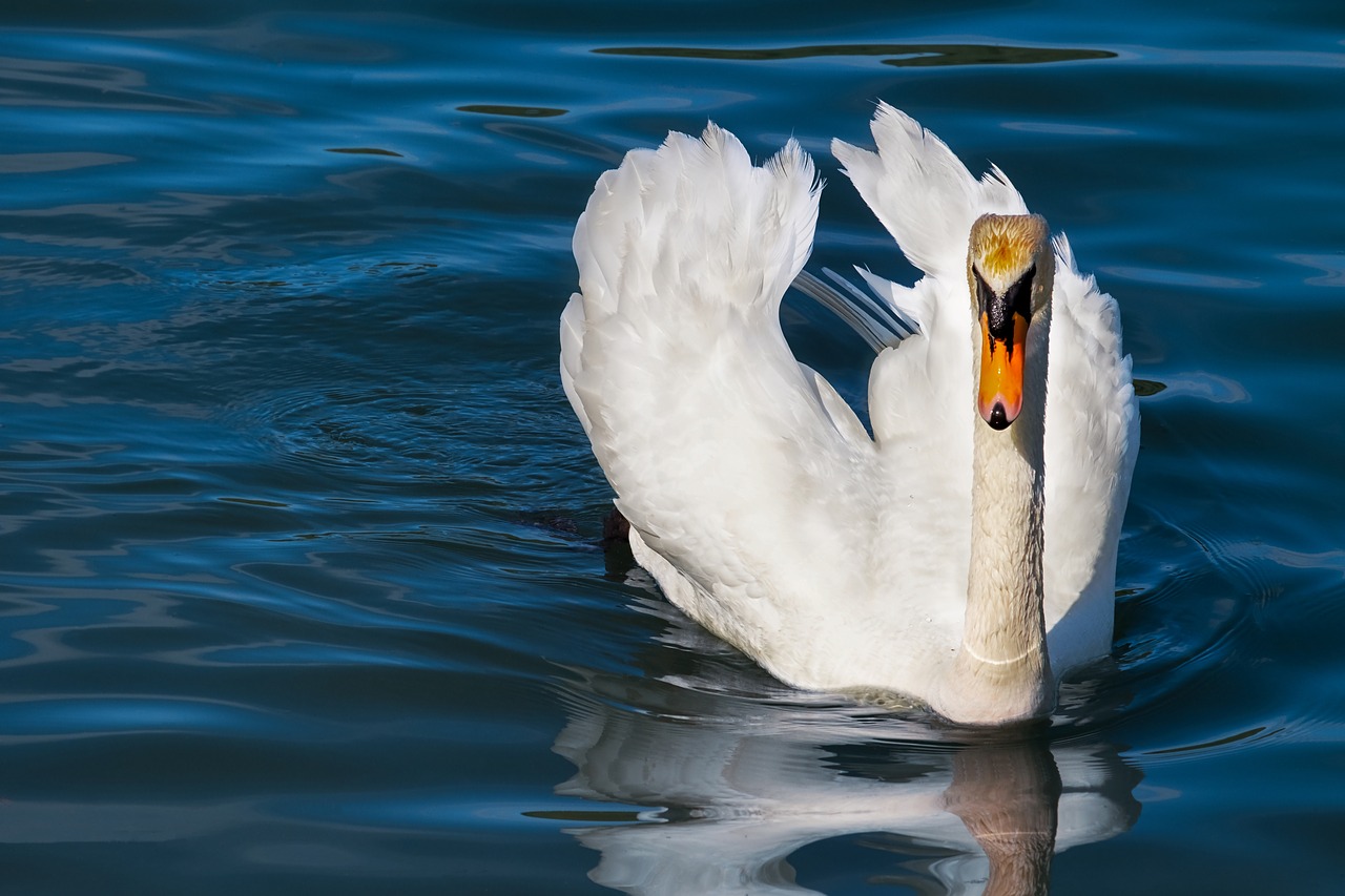 Gulbė,  Gyvūnas,  Balta Gulbė,  Paukštis,  Vanduo Paukštis,  Schwimmvogel,  Vandens,  Plunksnos,  Pasididžiavimas,  Baltos Spalvos