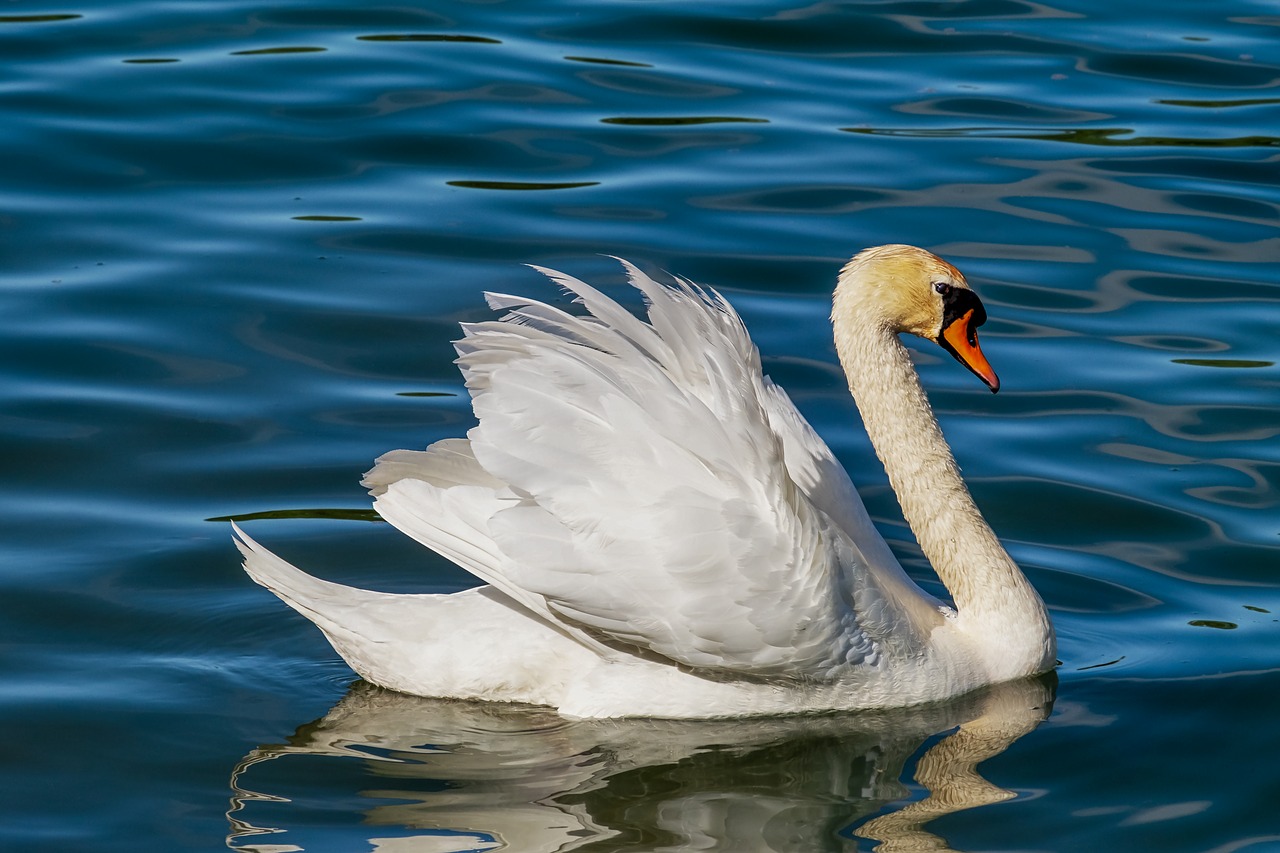 Gulbė,  Gyvūnas,  Balta Gulbė,  Paukštis,  Vanduo Paukštis,  Schwimmvogel,  Vandens,  Plaukti,  Antis Paukštis,  Pasididžiavimas