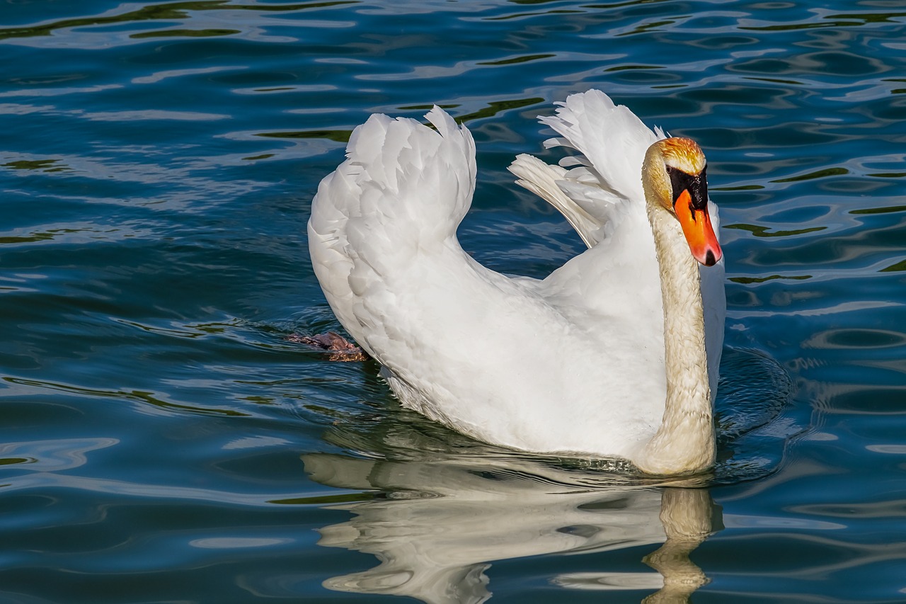 Gulbė,  Gyvūnas,  Balta Gulbė,  Paukštis,  Vanduo Paukštis,  Schwimmvogel,  Vandens,  Upė,  Plunksnos,  Baltos Spalvos