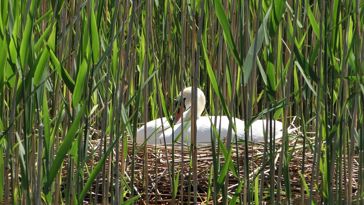 Gulbė,  Lizdą,  Veisti,  Swan Lizdą,  Alpus Gulbė,  Vandens Paukštis, Nemokamos Nuotraukos,  Nemokama Licenzija