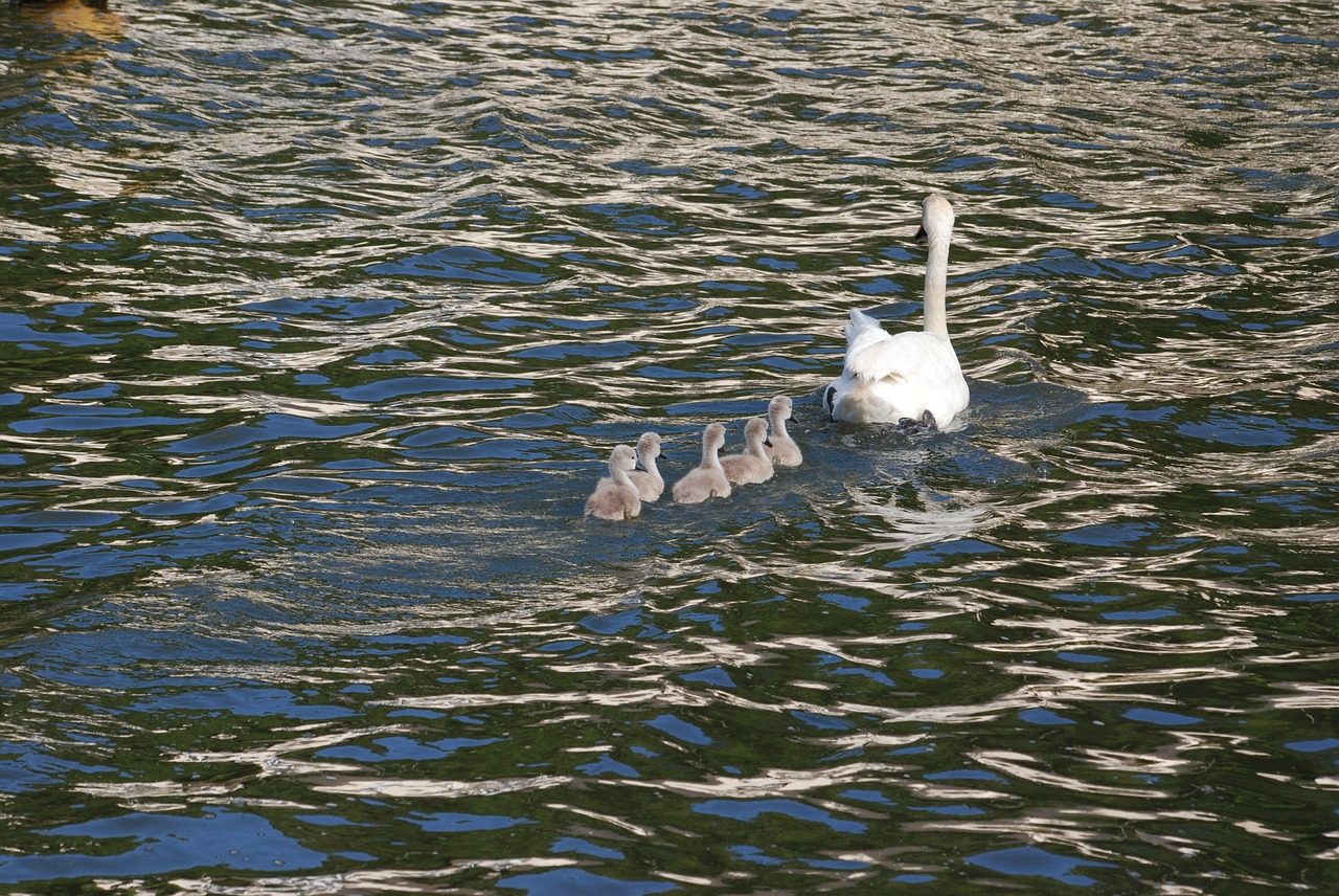 Gulbė, Cygnets, Vandens Paukščiai, Šeima, Paukštis, Skristi, Sparnai, Plunksna, Laukinė Gamta, Snapas