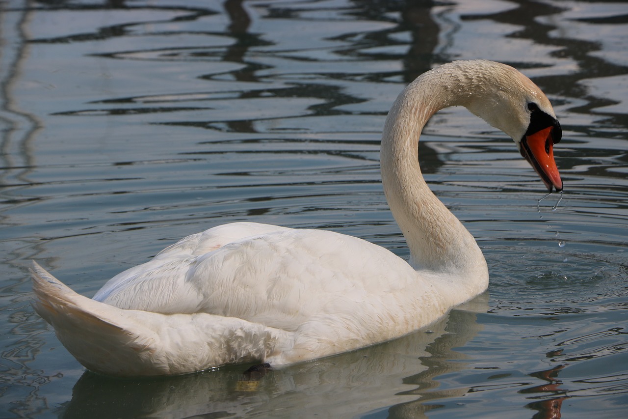 Gulbė,  Paukštis,  Tiesiog Pridėkite Vandens,  Ežeras,  Balta Paukščių,  Atspindys,  Lakeside,  Nemokama Nuotraukos,  Vanduo Paukštis,  Vandens Paukščiai