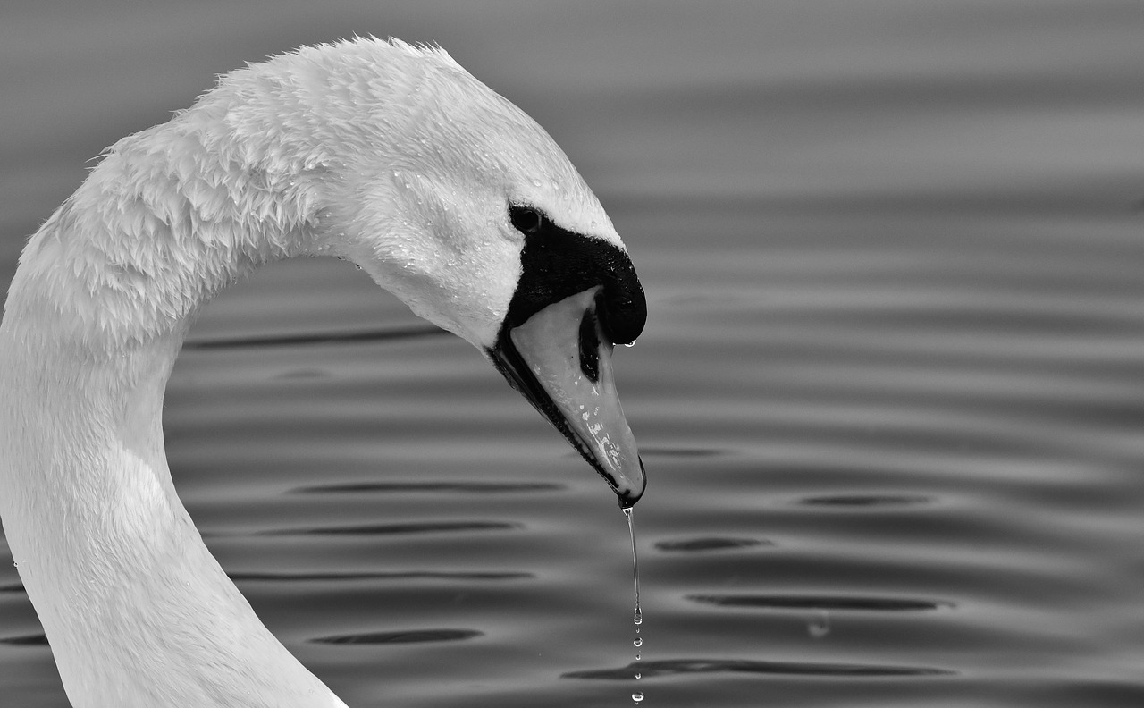 Gulbė,  Plunksna,  Plunksnos,  Baltos Spalvos,  Vanduo Paukštis,  Pobūdį,  Gyvūnas,  Schwimmvogel,  Pasididžiavimas,  Paukštis