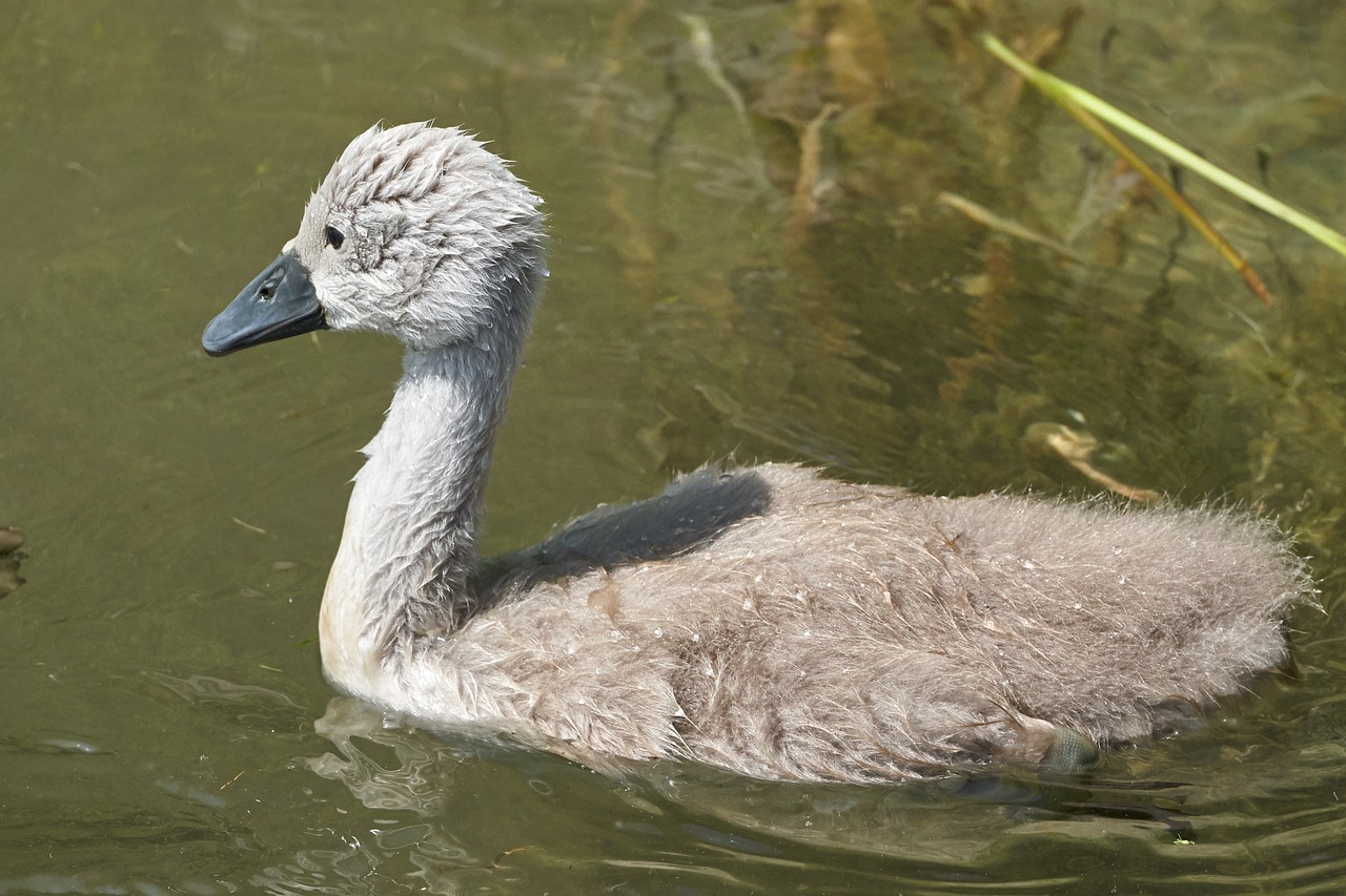 Gulbė,  Vištienos,  Vanduo Paukštis,  Gulbė Kücken,  Vandenys,  Paukštis,  Plaukti,  Mielas,  Pilka,  Vanduo