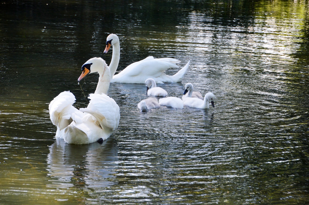 Gulbė,  Cygnet,  Paukščiai,  Gyvūnas,  Gyvūnija,  Vandens Gyvūnų,  Gyvūnų Ežeras,  Šeimos Gulbės,  Kūdikių Gulbės, Nemokamos Nuotraukos