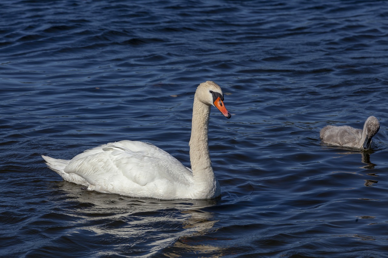 Gulbė,  Gulbė Šeimos,  Cygnet,  Paukščiai,  Gyvūnijos,  Gyvūnai, Nemokamos Nuotraukos,  Nemokama Licenzija