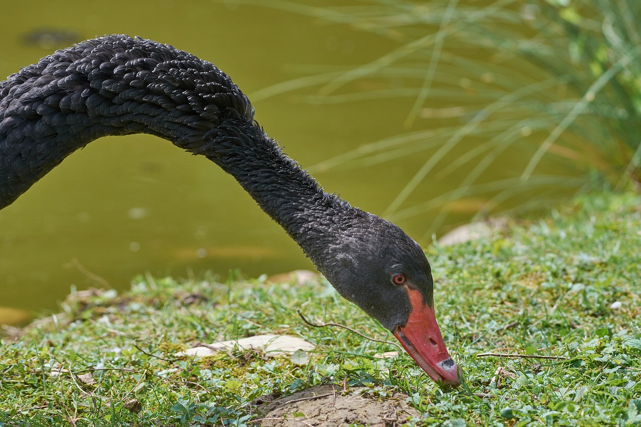 Gulbė,  Juodos Spalvos,  Vanduo Paukštis,  Vandens,  Vandenys,  Paukštis,  Gyvūnijos Pasaulyje,  Schwimmvogel,  Sąskaita, Nemokamos Nuotraukos