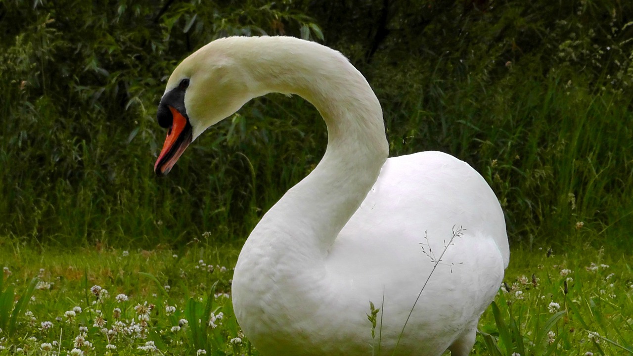 Gulbė, Kelia, Nutildyti Gulbė, Paukštis, Gamta, Balta, Upė, Gulbės, Vandens Paukštis, Elegantiškas