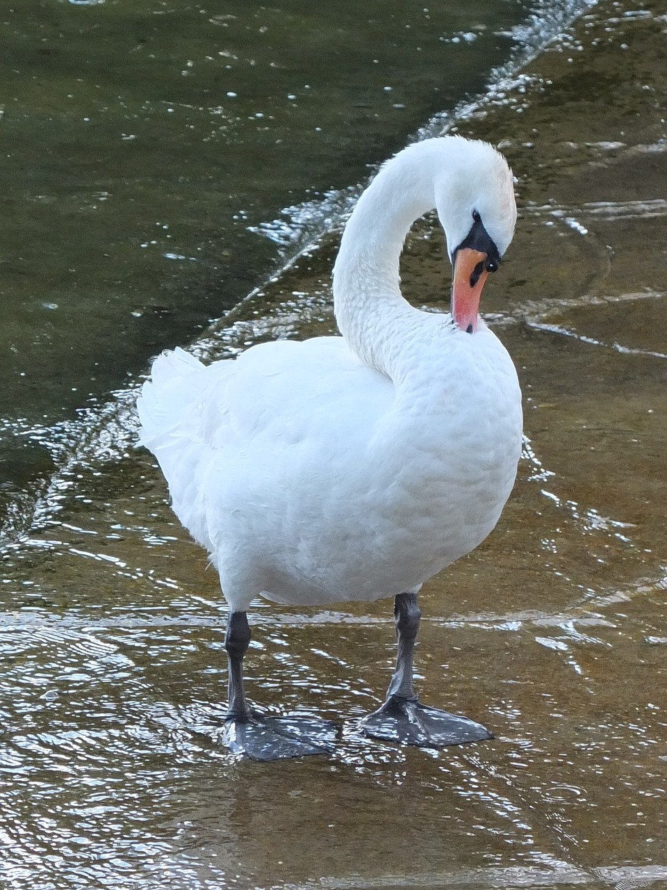 Gulbė, Švarus, Paukštis, Elegantiškas, Gyvūnas, Balta, Plunksna, Ežeras, Sąskaitą, Tinklai