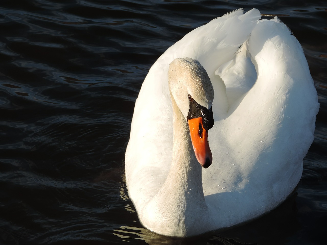 Gulbė, Paukštis, Birding, Gyvūnas, Gamta, Simbolis, Balta, Sparnas, Siluetas, Laukinė Gamta