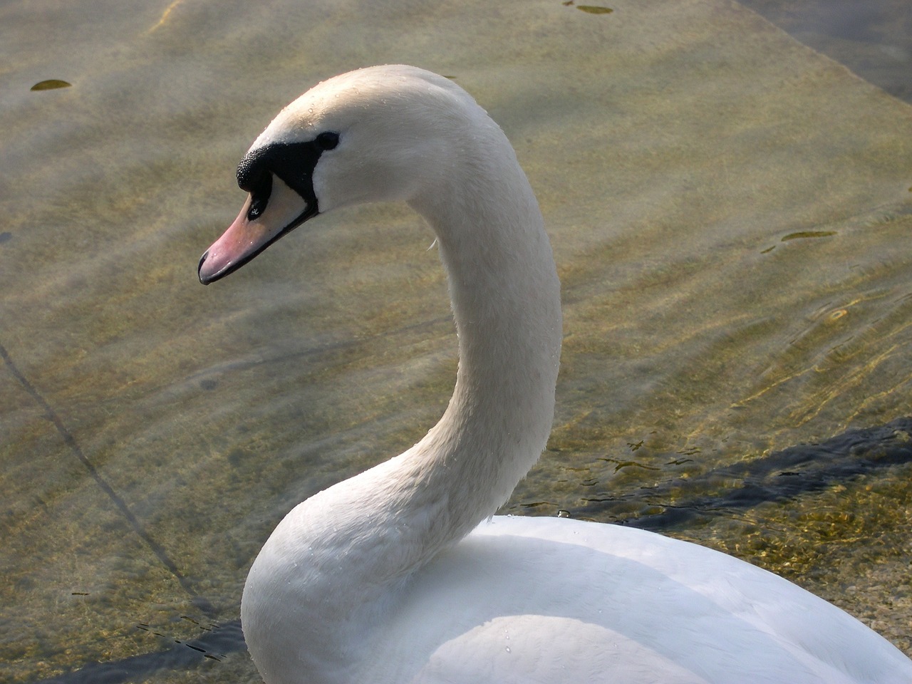 Gulbė, Zurich, Ežeras, Vandens Paukštis, Gulbės, Vandenys, Plunksna, Elegantiškas, Gamta, Gražus