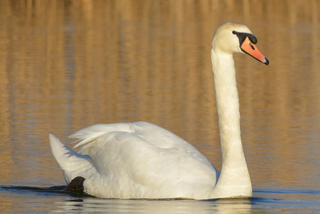 Gulbė,  Gyvūnas,  Vandens Paukščiai,  Whooper Gulbis,  Maudytis, Nemokamos Nuotraukos,  Nemokama Licenzija