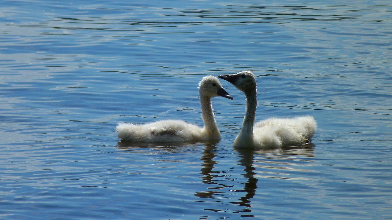 Gulbė, Gulbės, Jauni Gulbės, Schwimmvogel, Vandens Paukštis, Paukštis, Gyvūnas, Ežeras, Vandenys, Nemokamos Nuotraukos