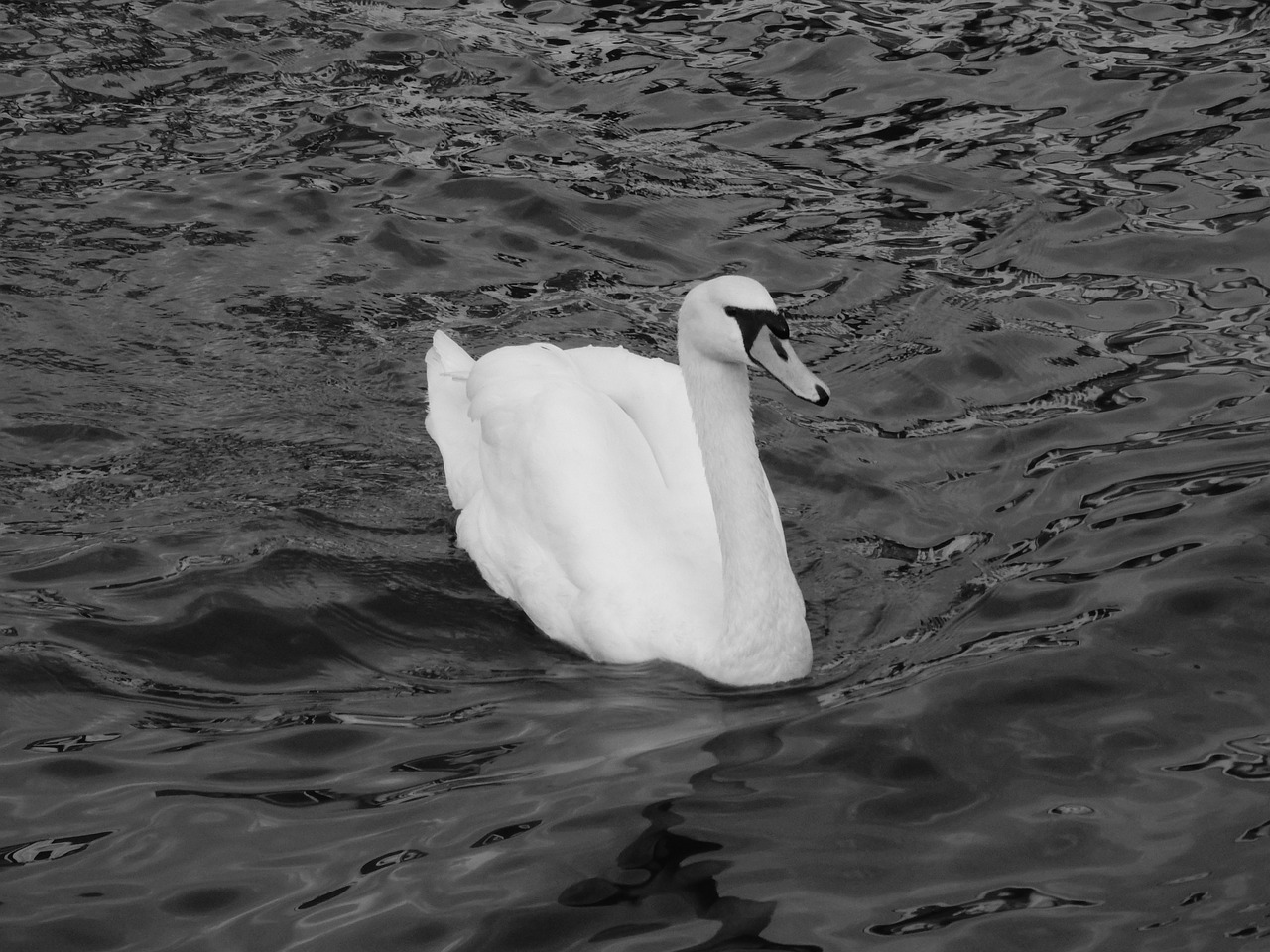 Gulbė, Alster, Hamburgas, Binnenalster, Vanduo, Gamta, Vandenys, Juoda Ir Balta, Paukštis, Plaukti