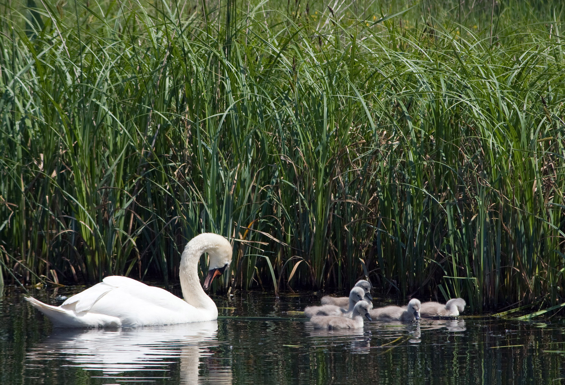 Gulbė,  Cygnet,  Cygnets,  Jaunas,  Kūdikiai,  Purus,  Mielas,  Paukštis,  Paukščiai,  Gyvūnai