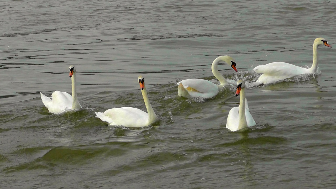 Gulbių Šokis, Gulbės, Gulbių Baletas, Vandens Paukščiai, Vandens Paukštis, Upė, Plaukti, Plunksna, Gooseneck, Gyvūnų Pasaulis