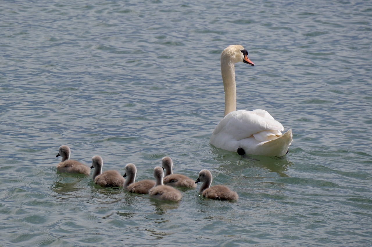 Gulbių Šeima, Jauni Gulbės, Ežero Konstanta, Gyvūnai, Gulbė, Laukinės Gamtos Fotografija, Nemokamos Nuotraukos,  Nemokama Licenzija