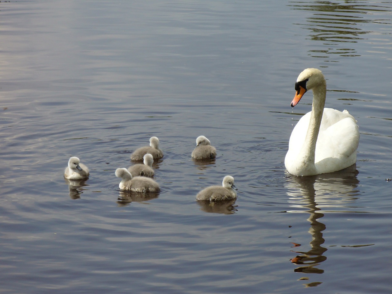 Gulbių Šeima, Gulbė, Gulbė Mama, Vištiena, Šeima, Paukštis, Gyvūnas, Vanduo, Nemokamos Nuotraukos,  Nemokama Licenzija