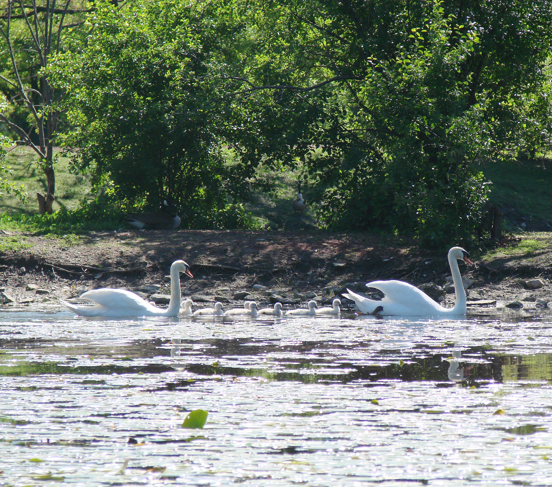 Gulbė,  Šeimos & Nbsp,  Važiavimas,  Mama,  Tėtis,  Cygnets,  Gamta,  Pavasaris,  Gulbių Šeimos Išvykimas, Nemokamos Nuotraukos