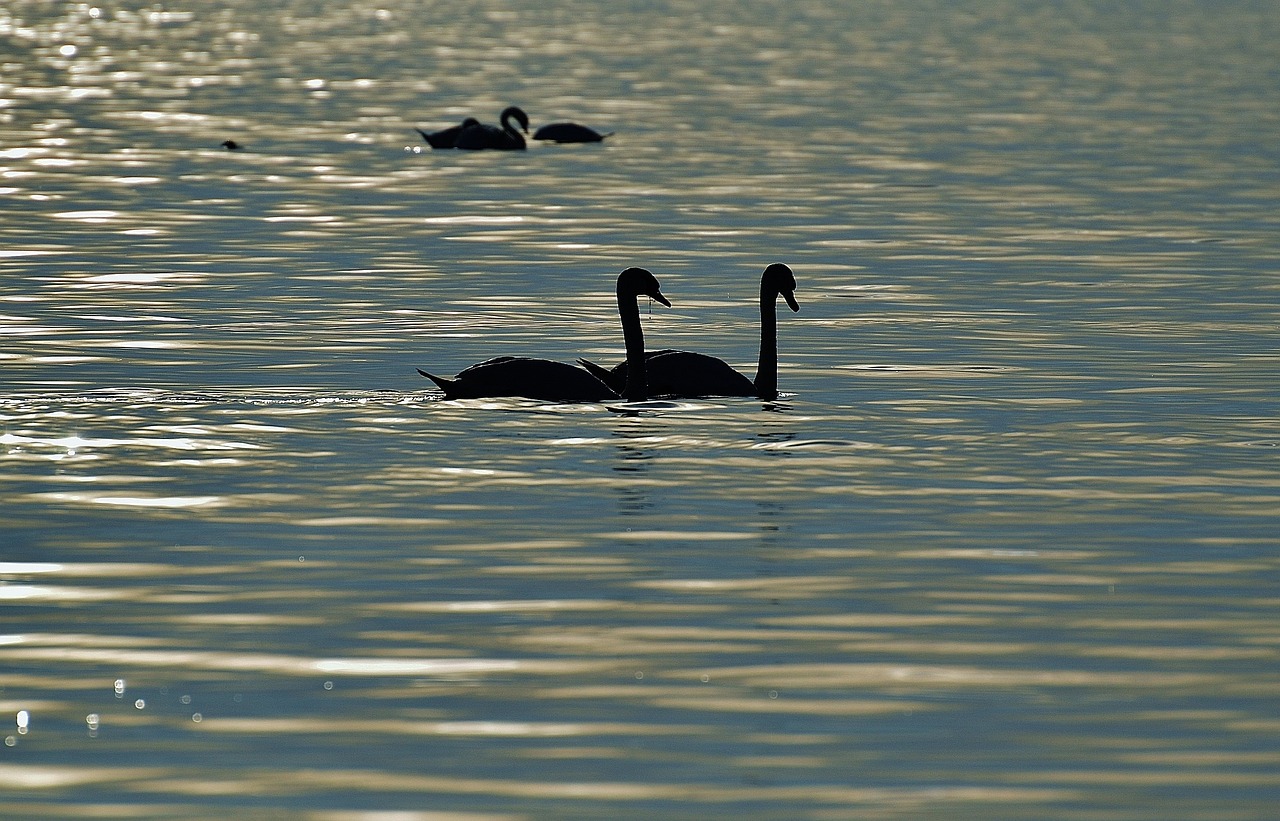 Gulbės, Siluetas, Vanduo, Ežero Konstanta, Gyvūnų Pasaulis, Ežeras, Paukštis, Plunksna, Vandens Paukštis, Plumėjimas