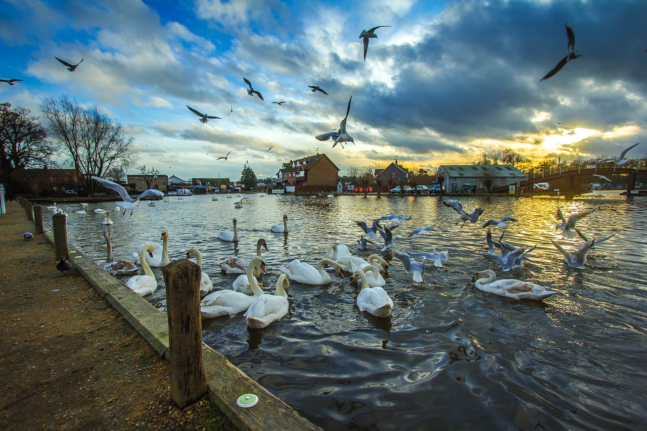 Wroxham, Anglija, Gulbės, Gamta, Vanduo, Nemokamos Nuotraukos,  Nemokama Licenzija