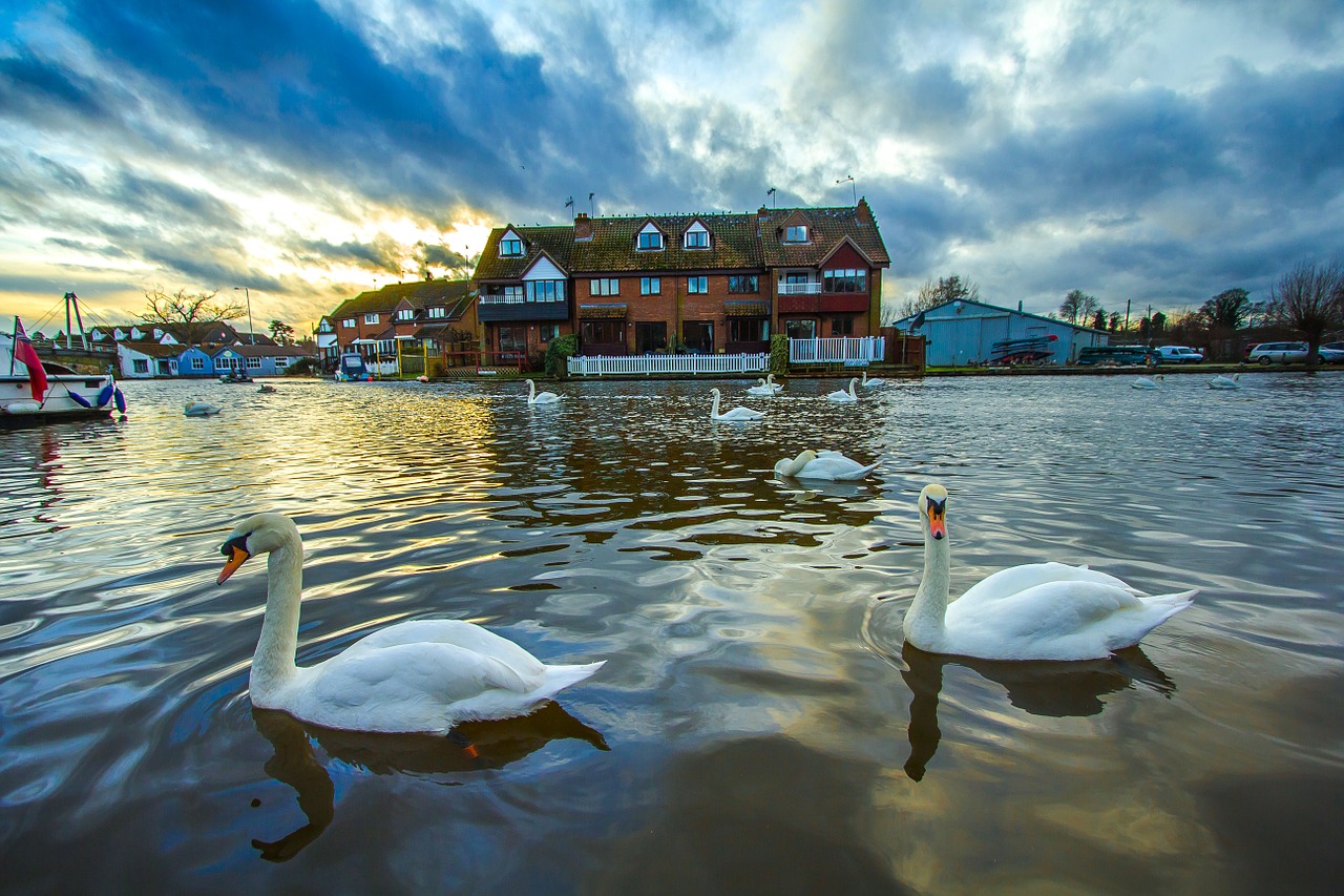 Gulbės, Wroxham, Anglija, Upė, Gamta, Saulėlydis, Žiema, Nemokamos Nuotraukos,  Nemokama Licenzija