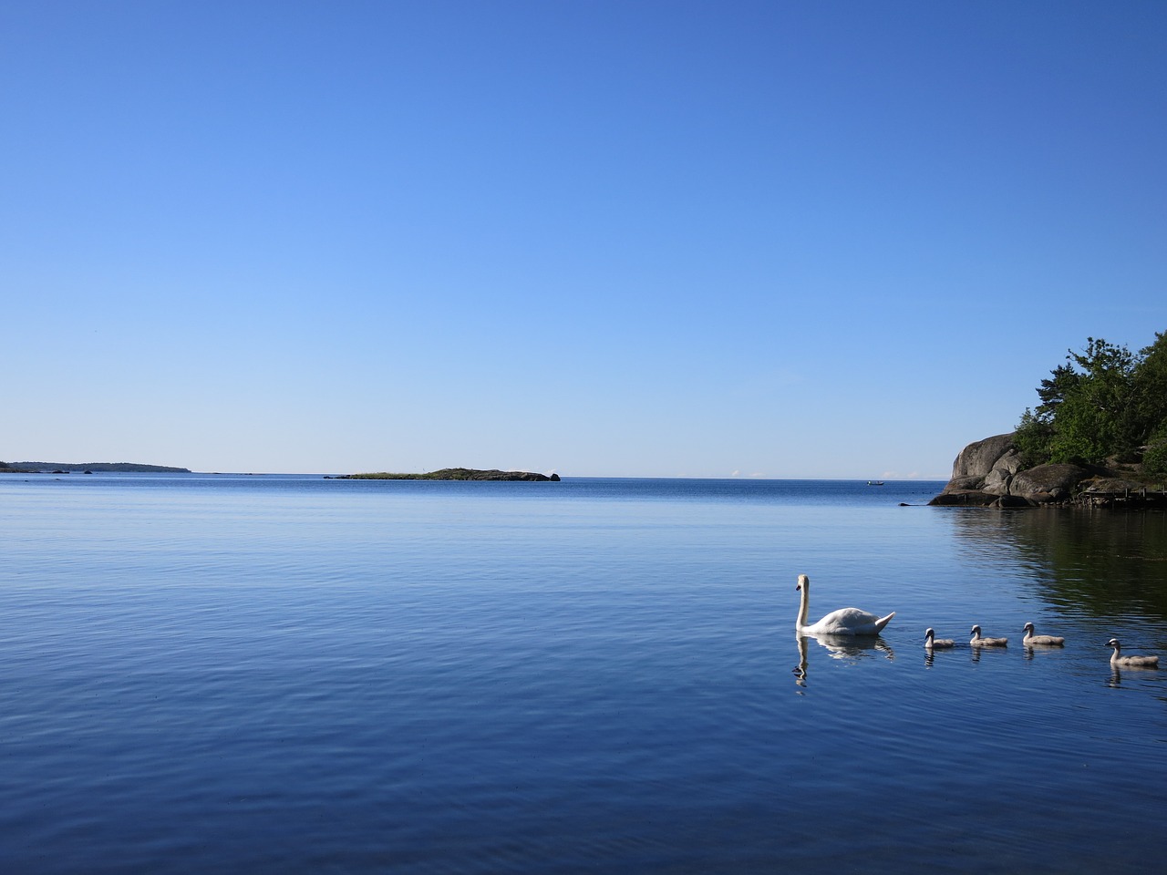 Gulbės, Jūra, Mėlynas, Šeima, Vandens Paukščiai, Fauna, Nemokamos Nuotraukos,  Nemokama Licenzija