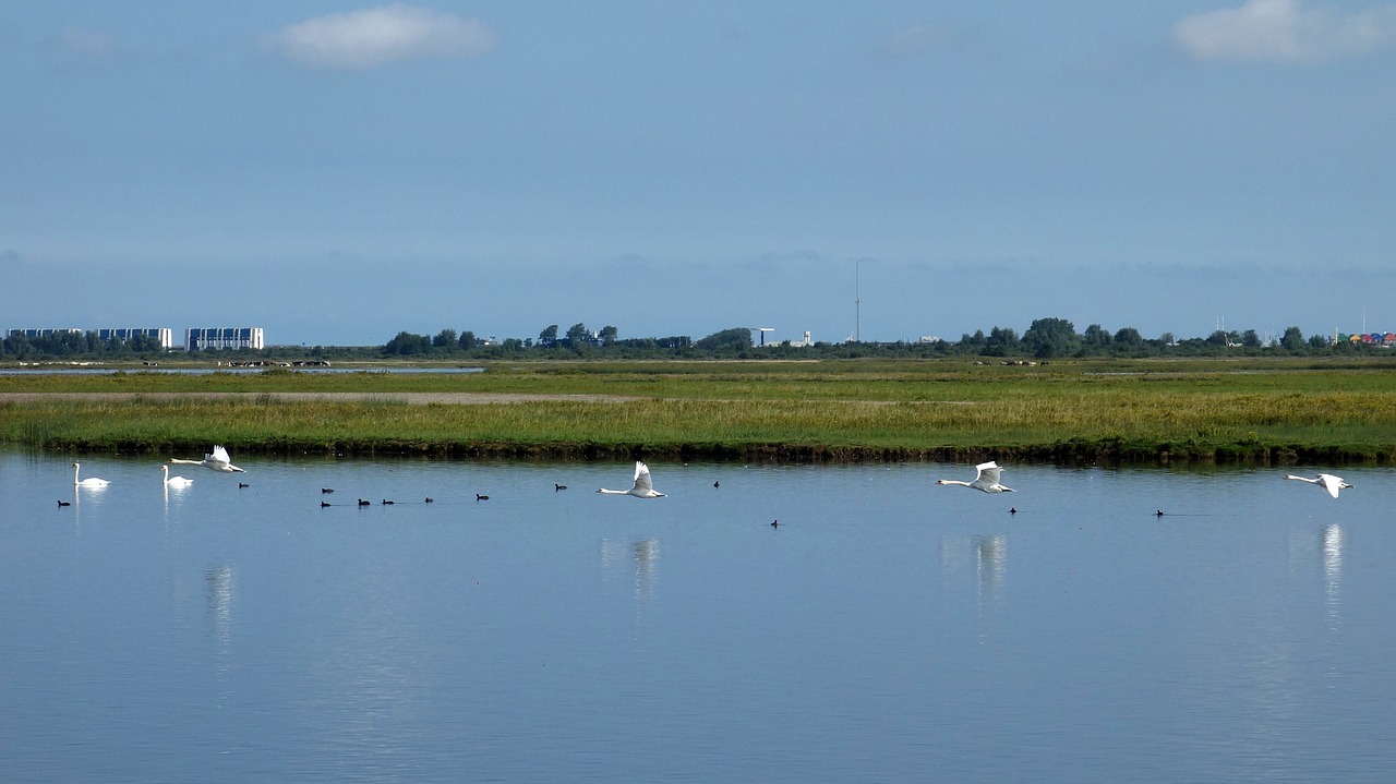 Gulbės, Paukščiai, Skrydis, Vandens Paukščiai, Maloniai, Gamtos Rezervatas, Sparnai, Veidrodinis Vaizdas, Lauwersmeer, Spynos