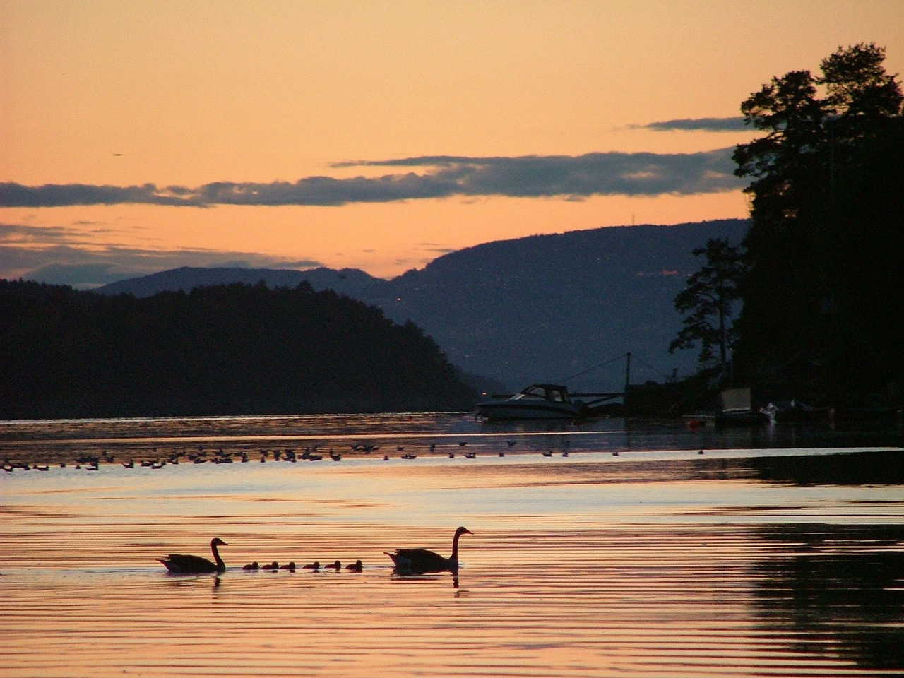 Gulbės, Dusk, Siluetas, Gulbė, Paukštis, Naktis, Atspindys, Maudytis, Laukiniai, Taikus