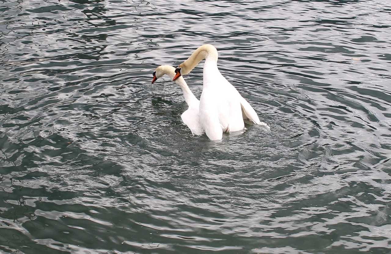 Gulbės, Gulbės Pora, Vestuvės, Ežeras, Lago Maggiore, Locarno, Ticino, Šveicarija, Nemokamos Nuotraukos,  Nemokama Licenzija