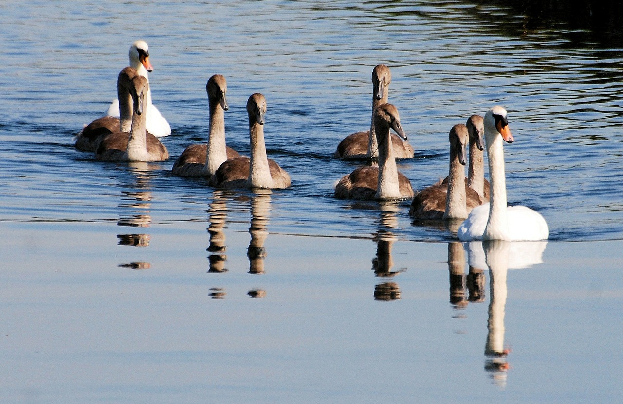 Gulbės, Cygnets, Vanduo, Atspindys, Gamta, Šeima, Flock, Nemokamos Nuotraukos,  Nemokama Licenzija