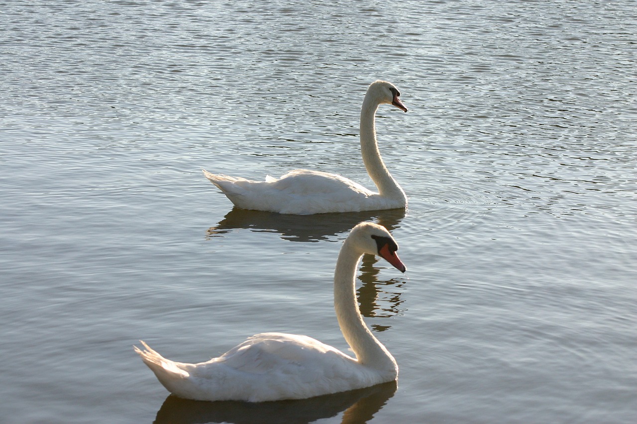 Gulbės, Laukinė Gamta, Gamta, Paukštis, Ežeras, Elegancija, Taikus, Vandens Paukščiai, Vandens Paukštis, Nemokamos Nuotraukos