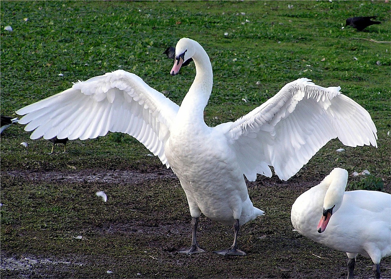 Gulbės, Balta, Paukščiai, Laukinė Gamta, Sparnų Plotis, Grakštus, Elegancija, Plumėjimas, Sparnai, Vandens Paukštis